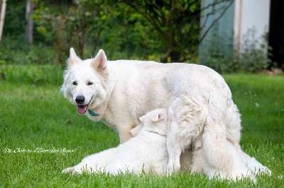 Du Chateau D'Evercinus Pagus - Berger Blanc Suisse - Portée née le 10/04/2024