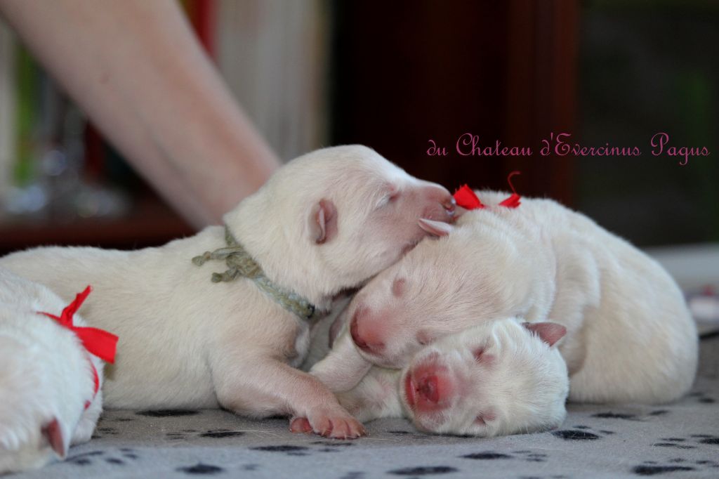 Du Chateau D'Evercinus Pagus - Berger Blanc Suisse - Portée née le 10/04/2020
